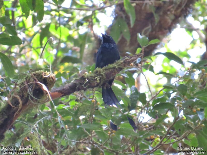 Drongo à raquettesadulte, identification, Comportement