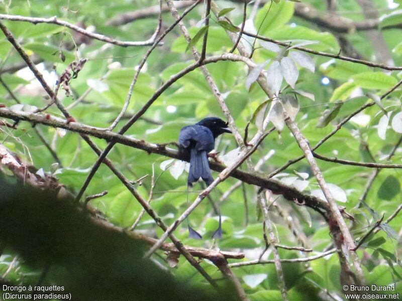 Drongo à raquettes, identification