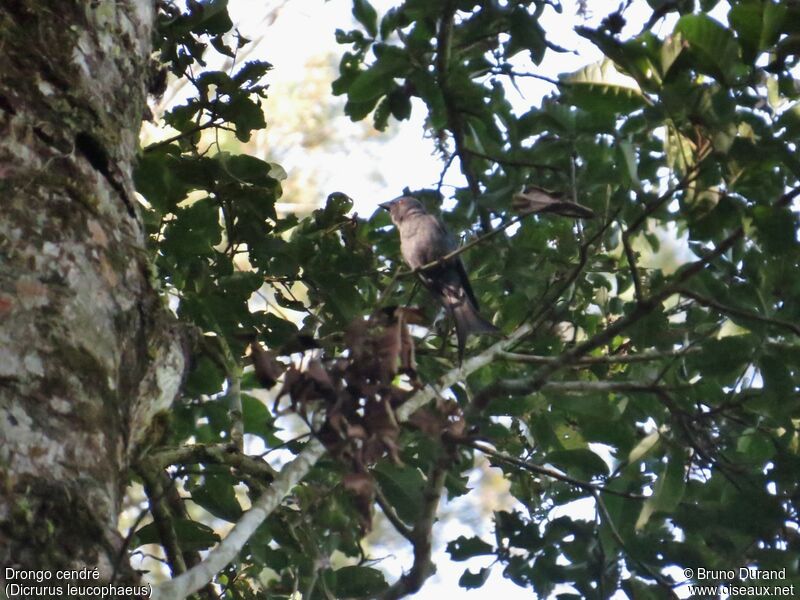 Ashy Drongo, identification