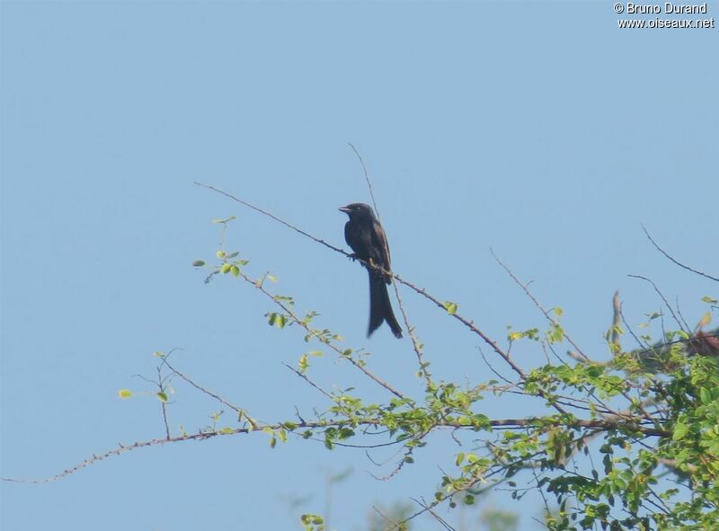 Black Drongo, identification, Behaviour