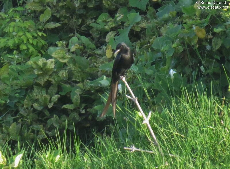 Drongo royaladulte, identification, Comportement