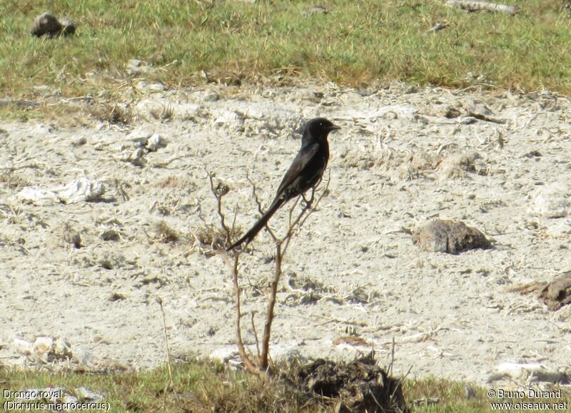 Drongo royaladulte, identification, Comportement