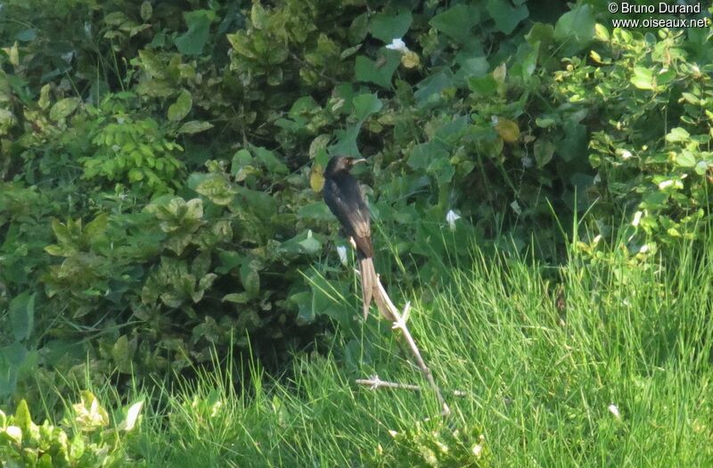 Drongo royaladulte, identification, Comportement