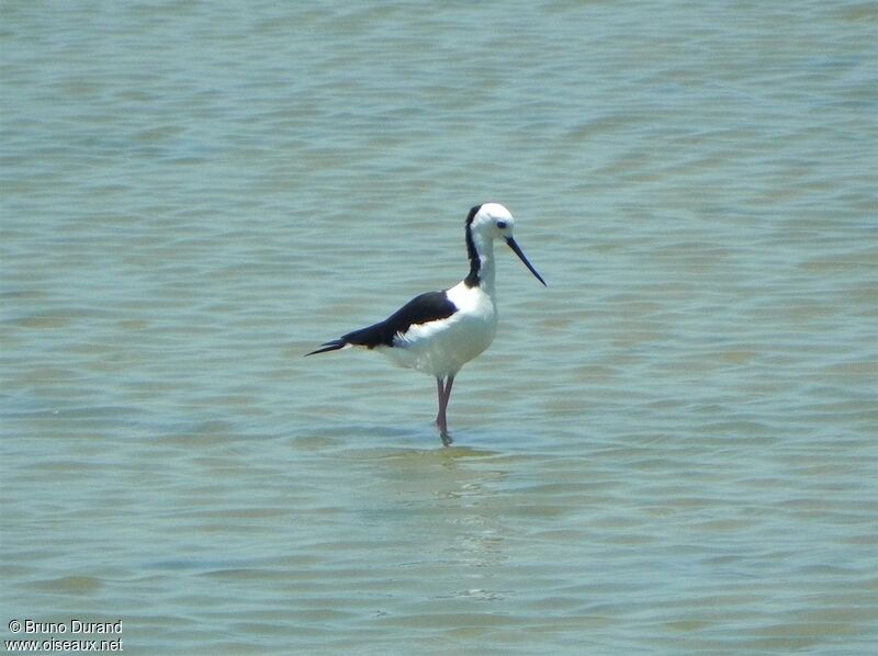 Échasse d'Australieadulte, identification