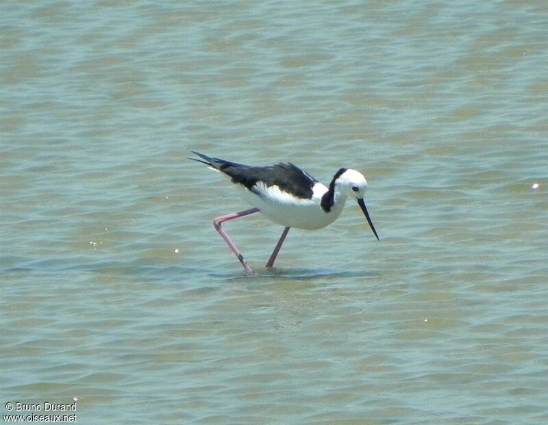 Pied Stiltadult, Behaviour