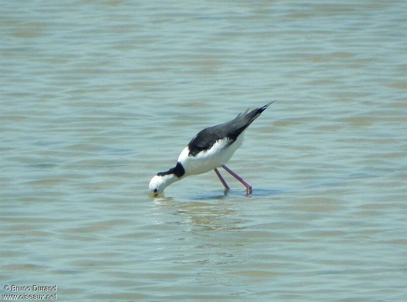 Pied Stiltadult, Behaviour