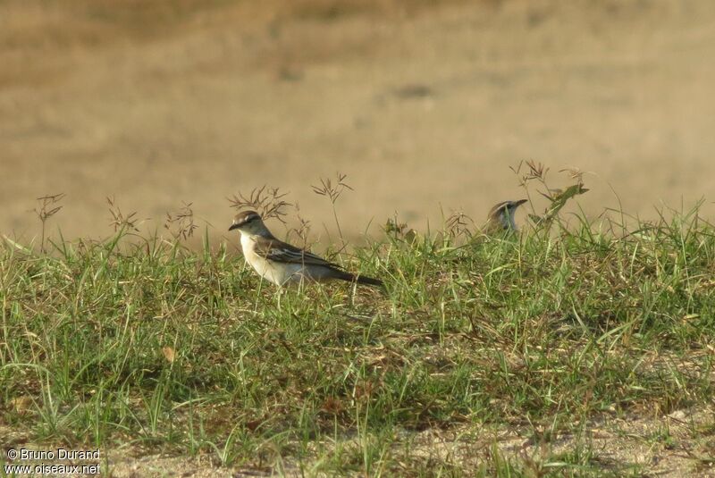 Échenilleur de Lesueur femelle, identification