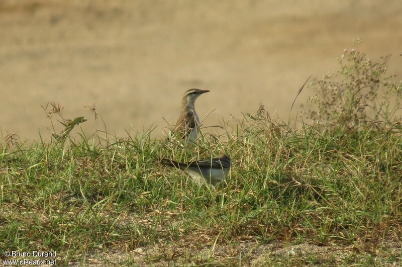 White-shouldered Triller female, identification, Behaviour