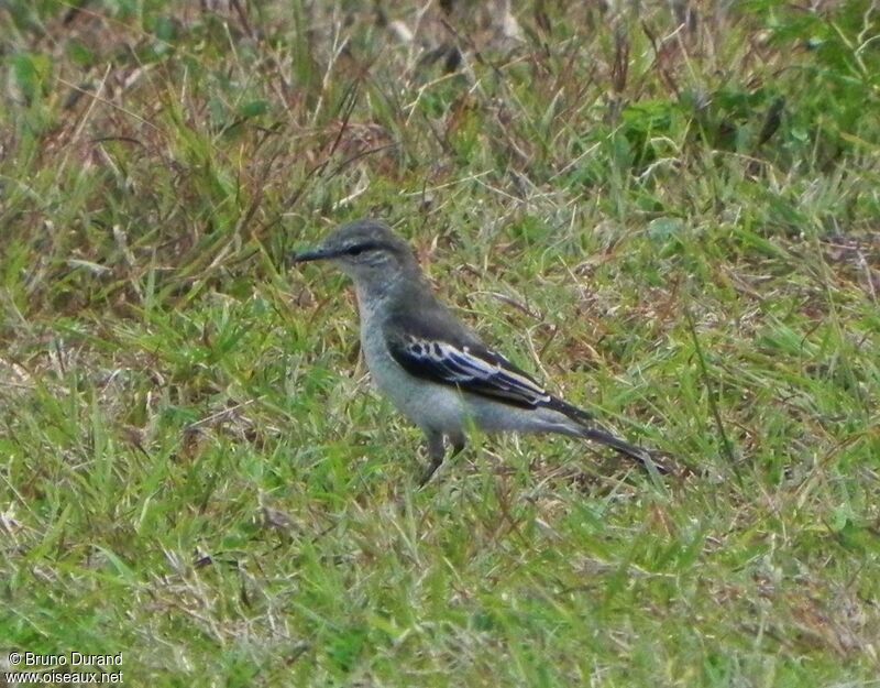 Échenilleur de Lesueur mâle adulte, identification