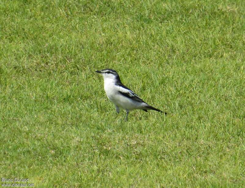 Échenilleur de Lesueur mâle adulte, identification