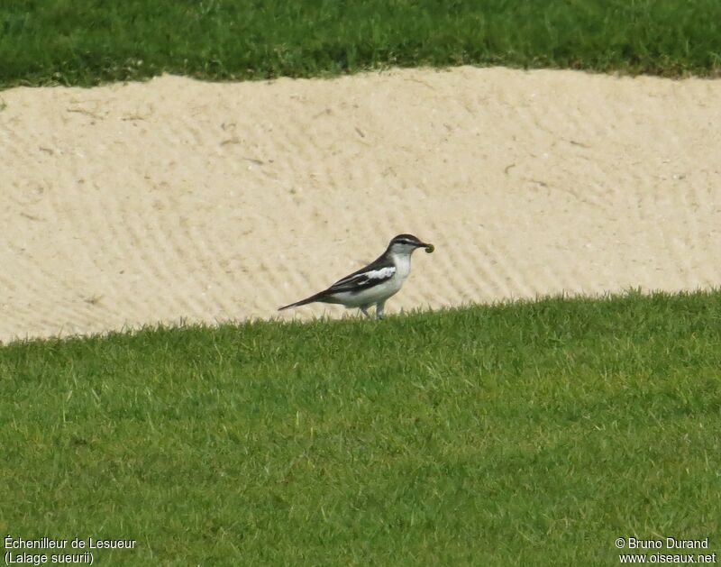 White-shouldered Triller male adult breeding, identification, feeding habits, Reproduction-nesting