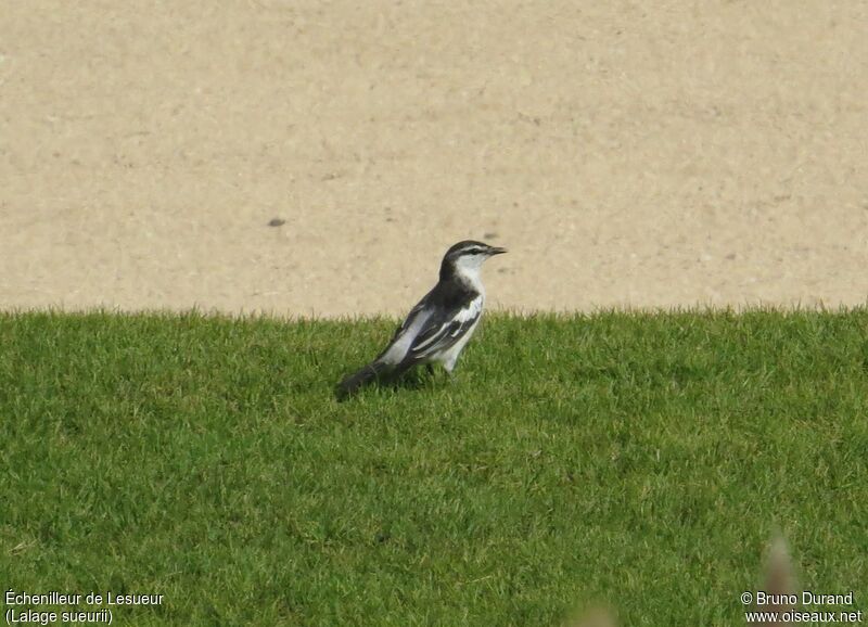 White-shouldered Triller male adult breeding, identification