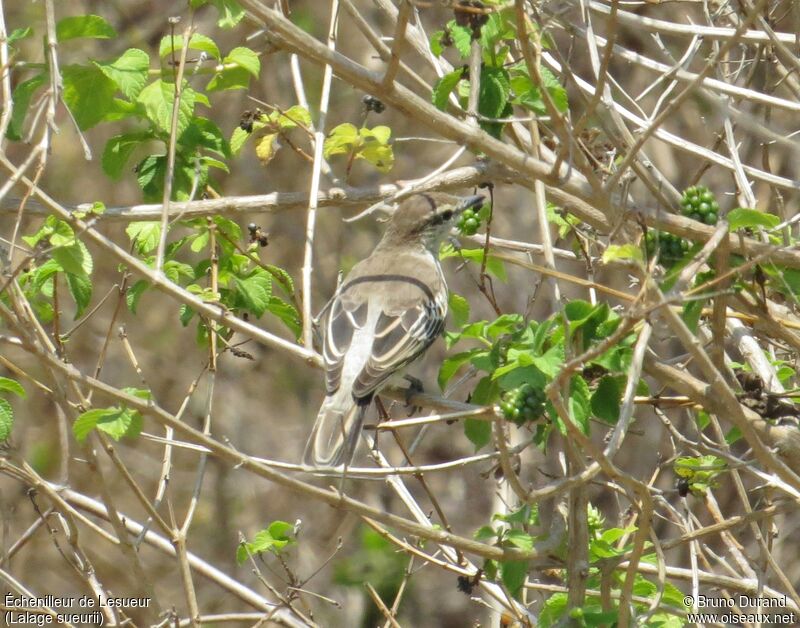 Échenilleur de Lesueur femelle adulte, identification