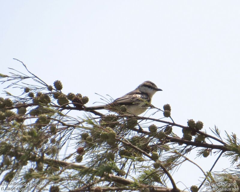 Échenilleur de Lesueur mâle adulte, identification