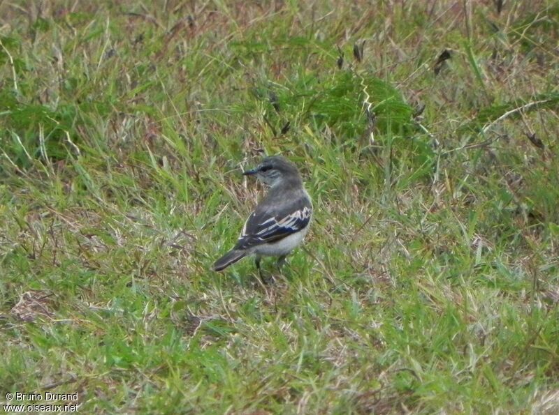 Échenilleur de Lesueur mâle adulte, identification