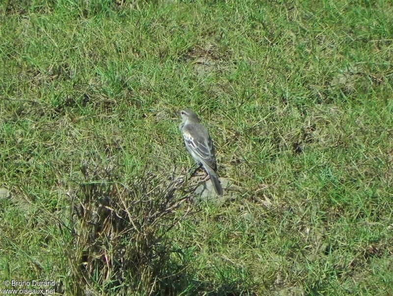 White-shouldered Triller male adult, identification