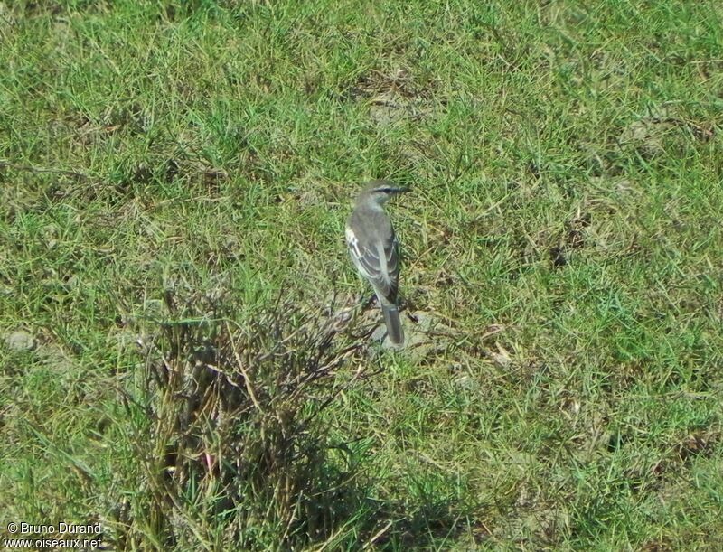 Échenilleur de Lesueuradulte, identification