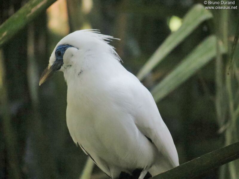 Bali Myna, identification