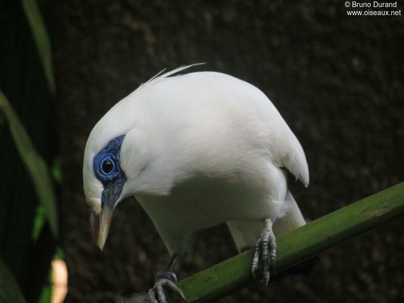 Bali Mynaadult, identification, Behaviour