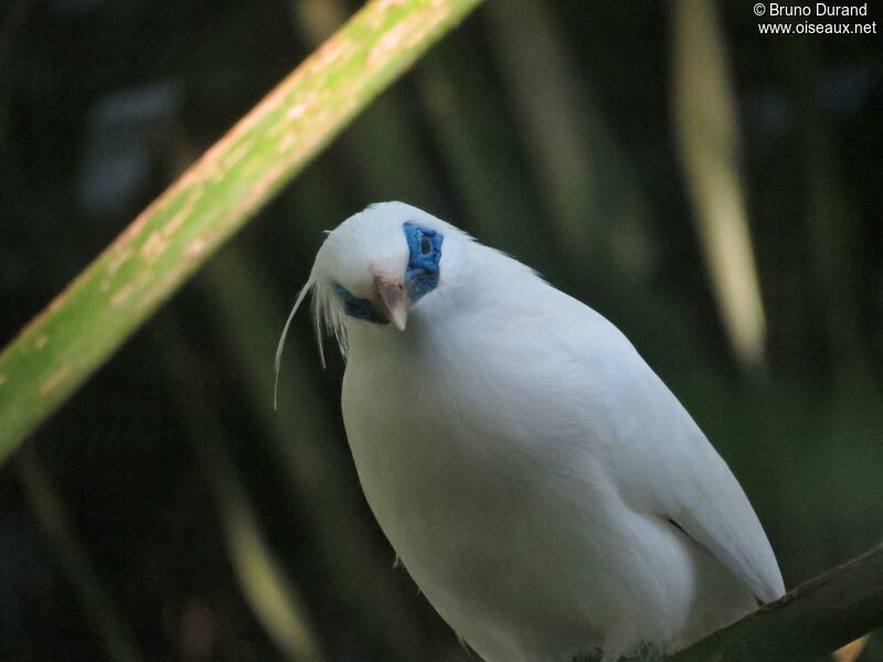 Bali Mynaadult, identification, Behaviour