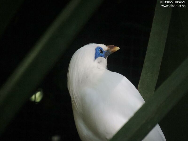 Bali Mynaadult, identification