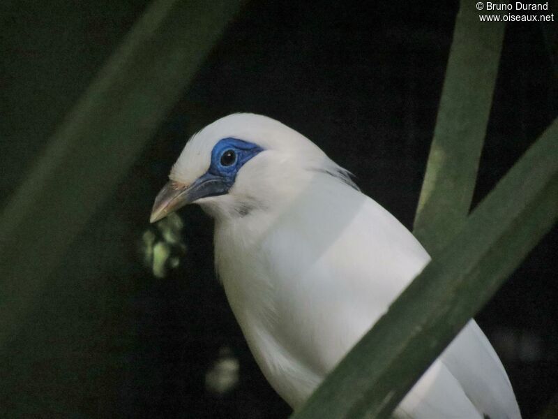 Bali Mynaadult, identification