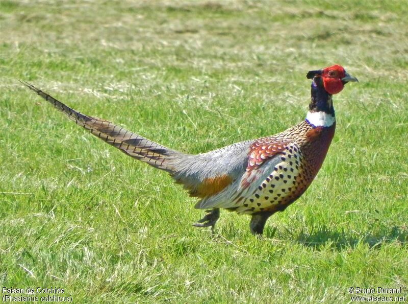 Common Pheasant female adult, identification