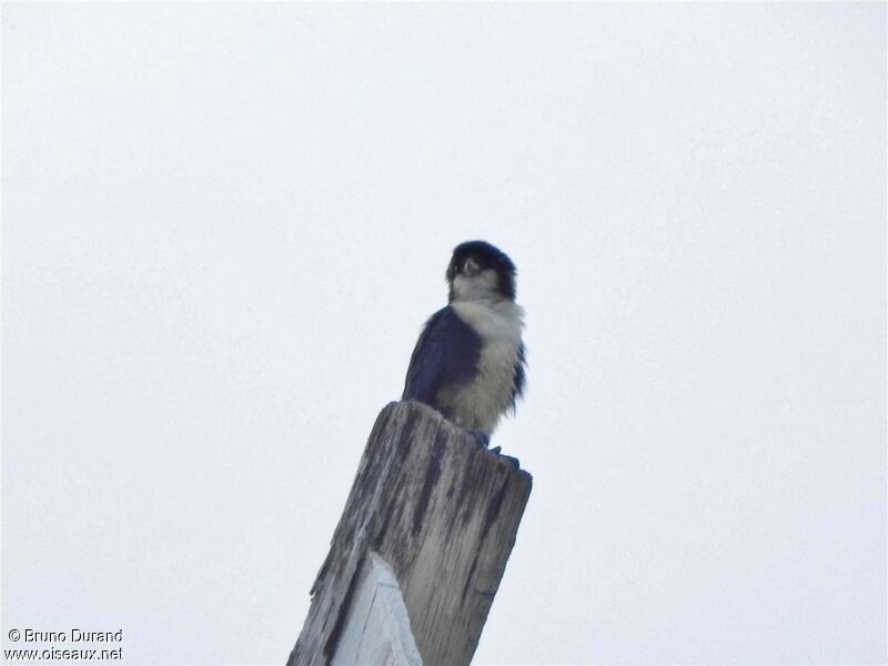 Black-thighed Falconetadult, identification