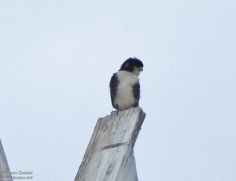 Black-thighed Falconetadult, identification