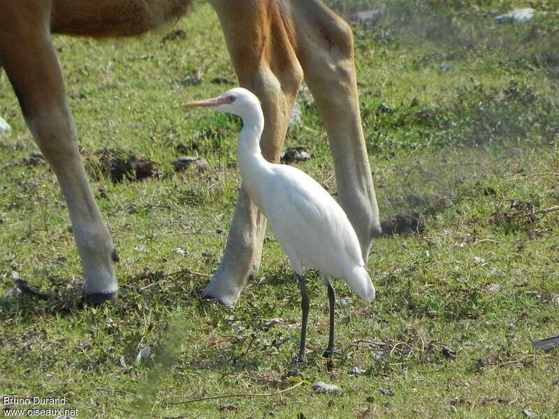 Eastern Cattle Egretadult post breeding, fishing/hunting, Behaviour