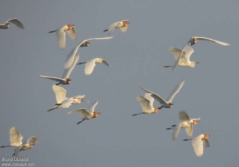 Eastern Cattle Egretadult, Flight