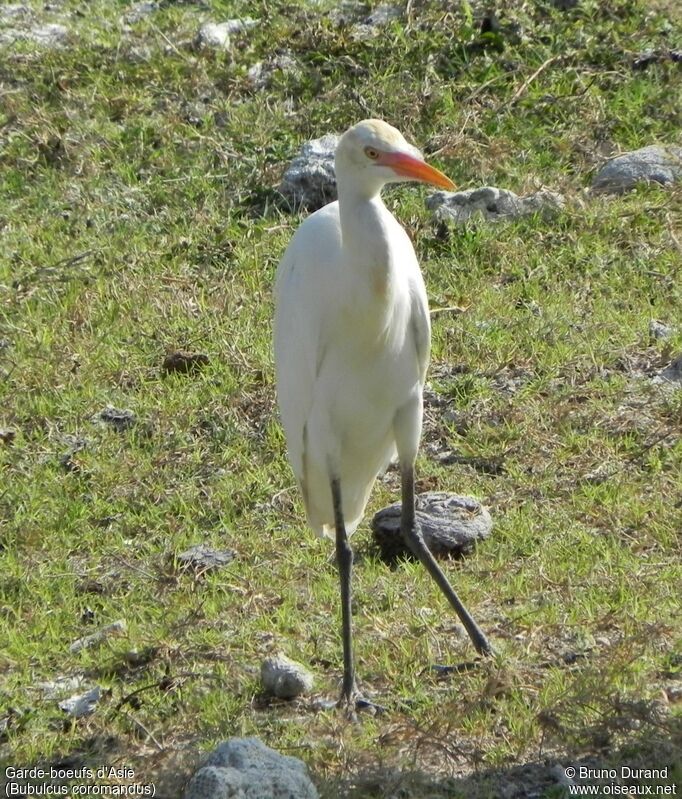 Eastern Cattle Egret, identification