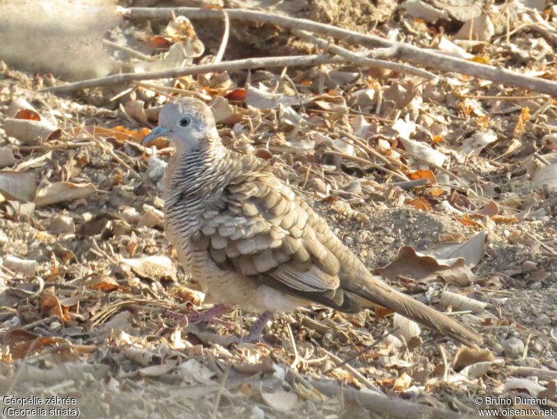 Zebra Dove, identification