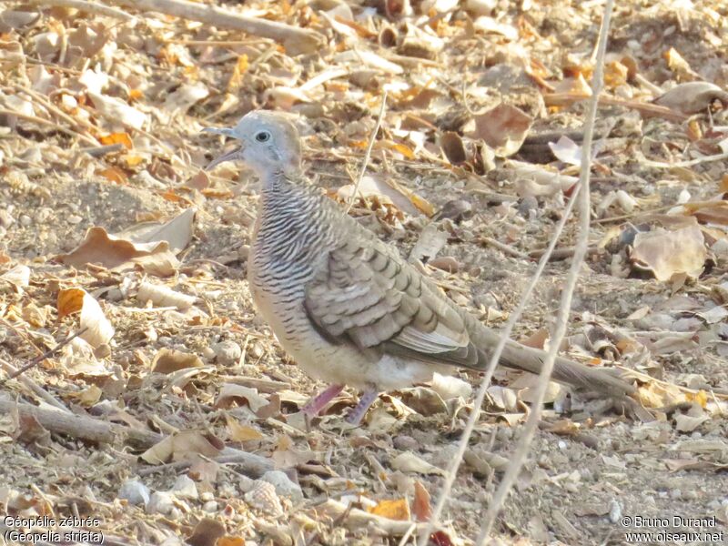 Zebra Dove, song