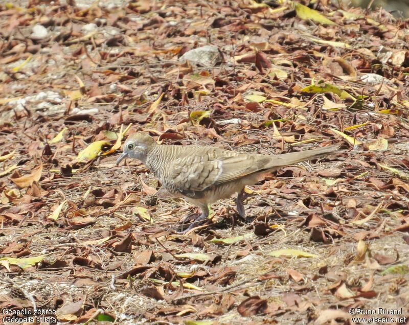 Zebra Dove, identification