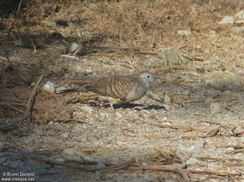 Zebra Doveadult, Behaviour