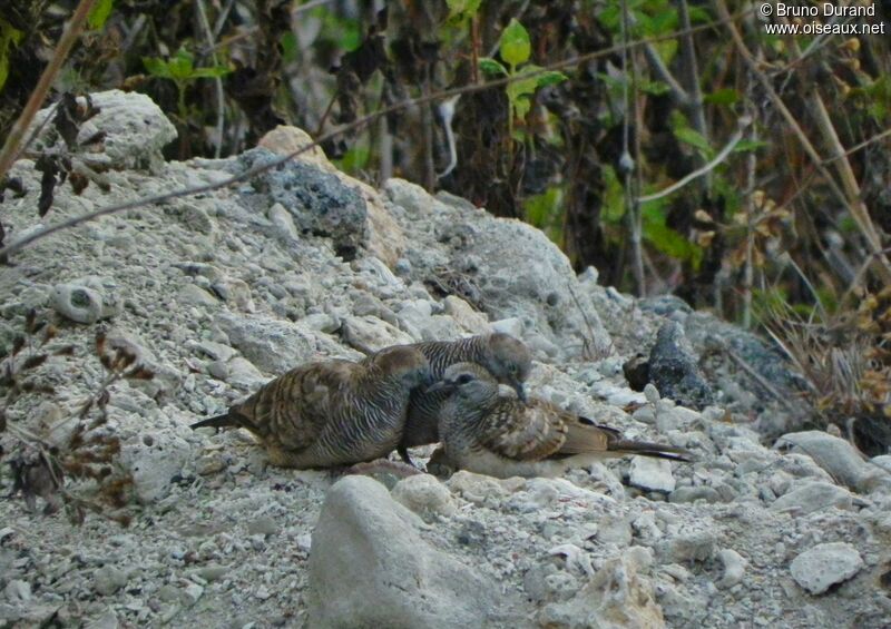 Zebra Dove , identification, Behaviour