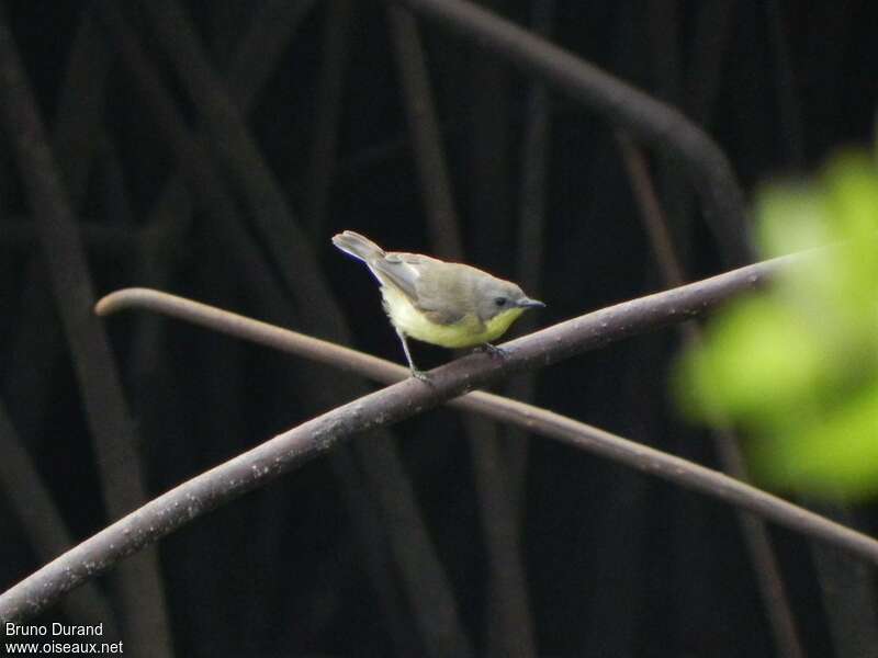 Golden-bellied Gerygoneadult