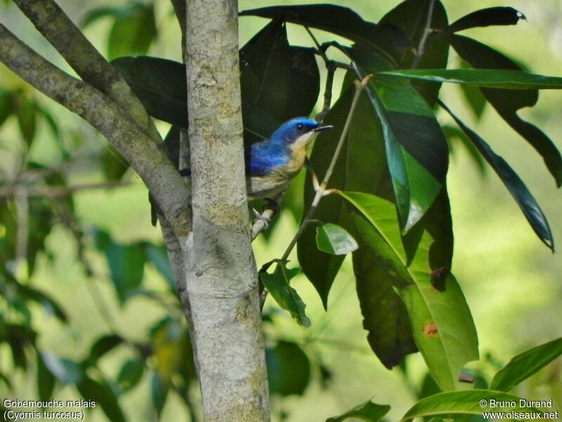 Malaysian Blue Flycatcheradult, identification