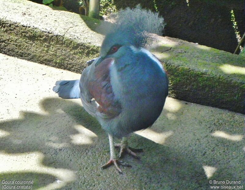 Western Crowned Pigeonadult, identification