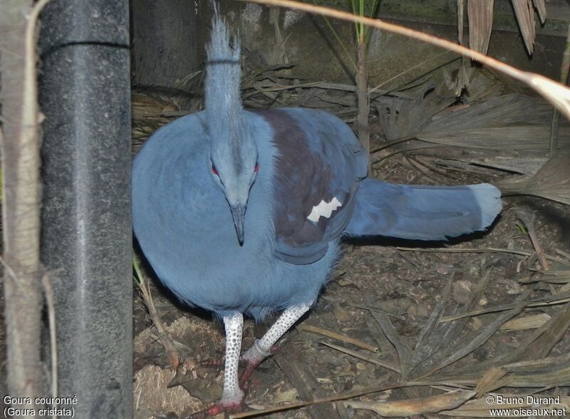 Western Crowned Pigeon, identification