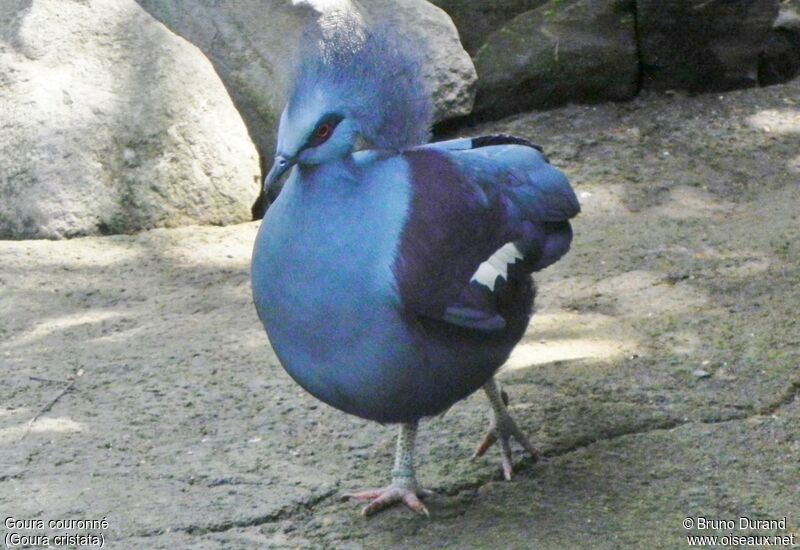 Western Crowned Pigeonadult, identification