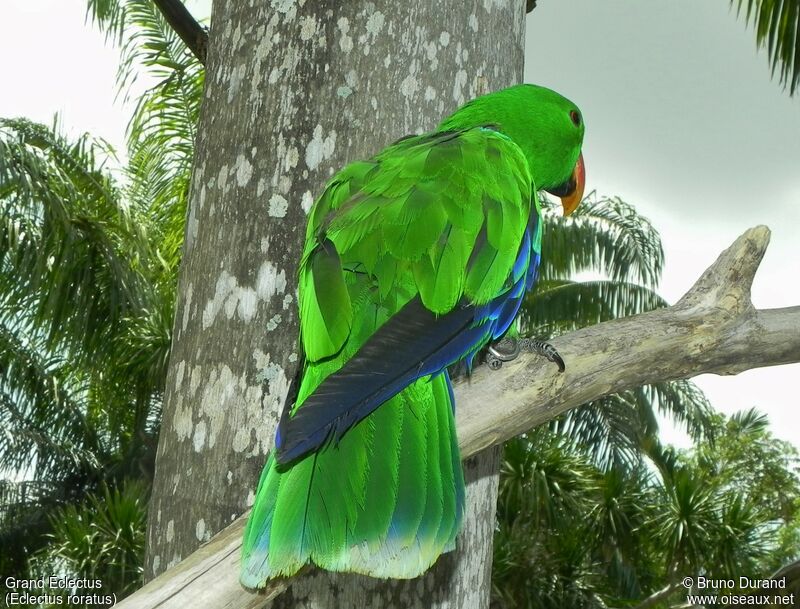 Moluccan Eclectusadult, identification