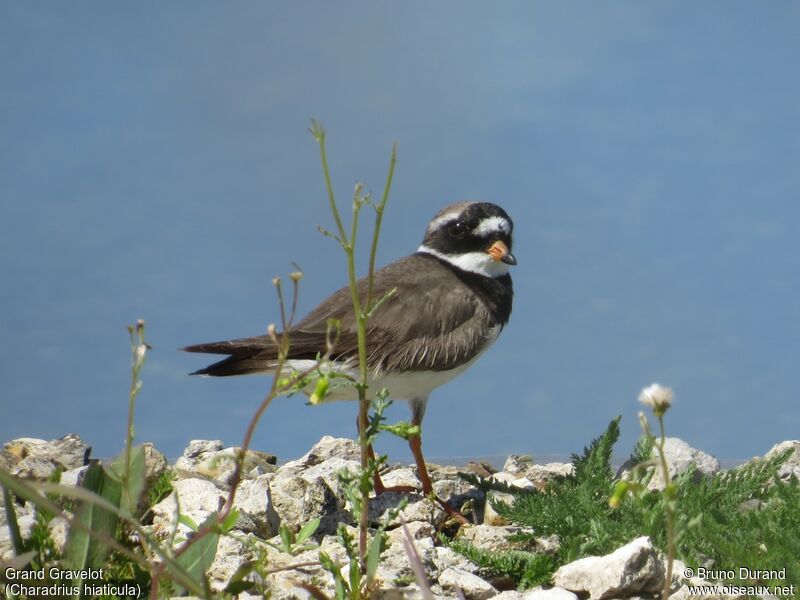 Common Ringed Plover male adult breeding, identification