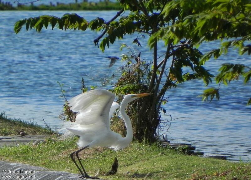 Great Egretadult breeding, Flight, Behaviour