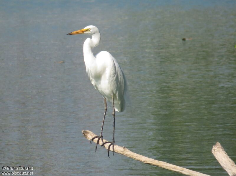 Great Egretadult, identification, Behaviour