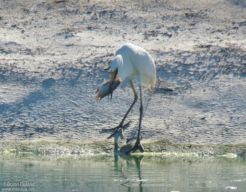 Great Egret, identification, feeding habits, Behaviour