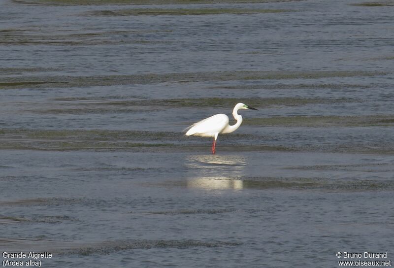 Great Egretadult breeding, identification