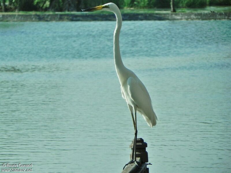 Great Egretadult post breeding, identification