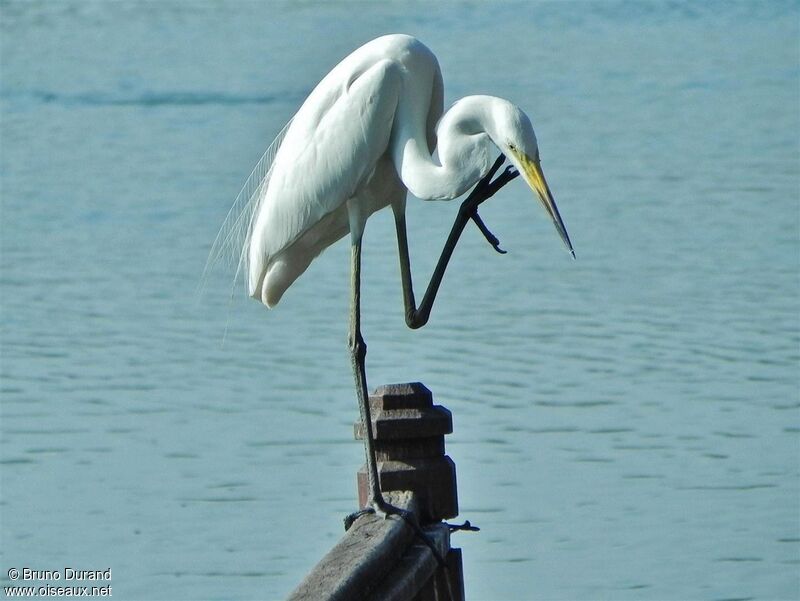 Great Egret, Behaviour